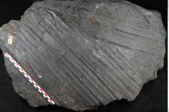 Foto (Detailansicht) von Syringodendron cyclostigma Brongniart (NHMW-GEO-2024-0188-11245)